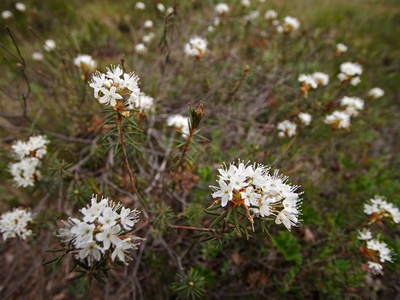 Labrador Tea