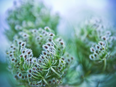 Lace Flower