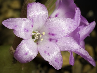 Lachenalia
