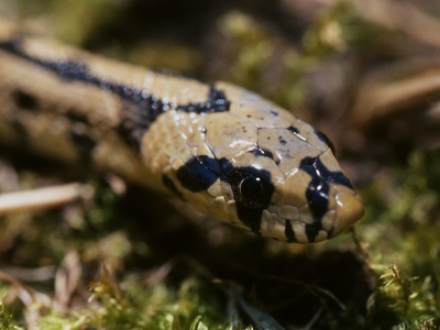 Ladder Snake