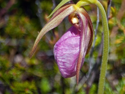 Lady of the Night Orchid