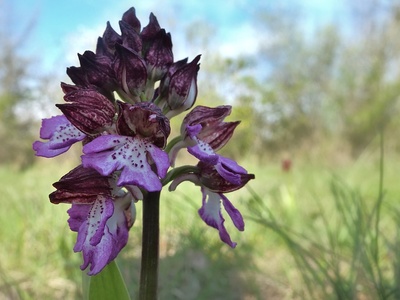 Lady Orchid