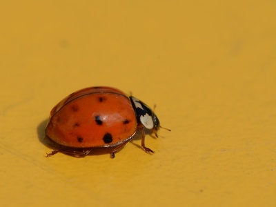 Ladybug