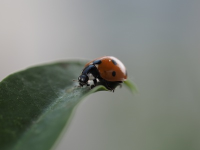 Ladybug
