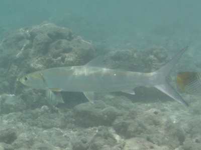 Ladyfish