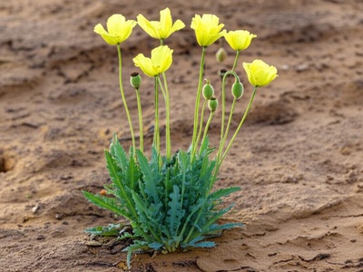 Lake Balkhash Poppy
