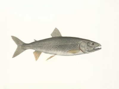 Lake trout