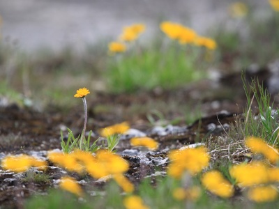Lakeside Daisy