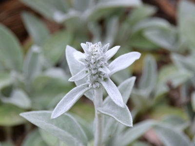 Lamb's Ear