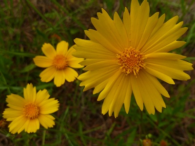 Lanceleaf Coreopsis
