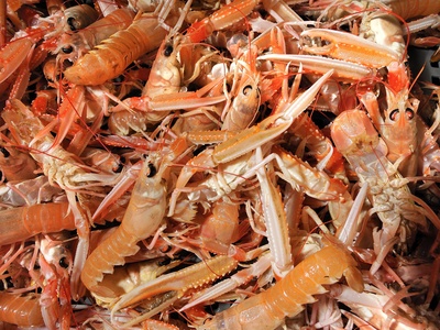 Langoustine