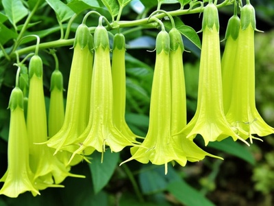 Langsdorff's Tobacco