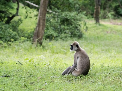 Langur