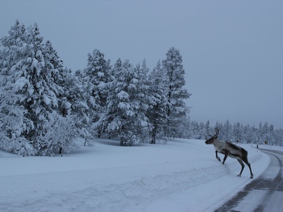 Lapland reindeer