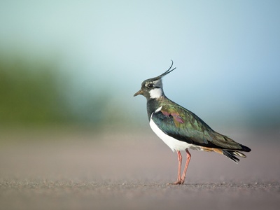 Lapwing