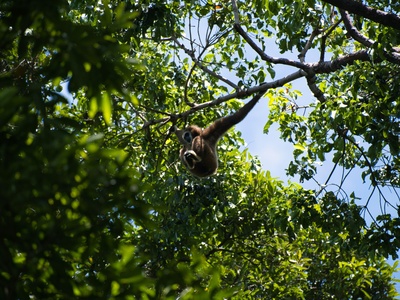 Lar Gibbon