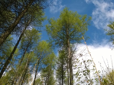 Larch (Tamarack)