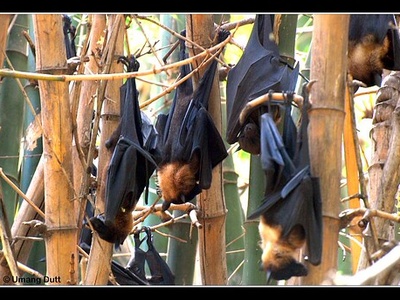 Large-eared Flying Fox