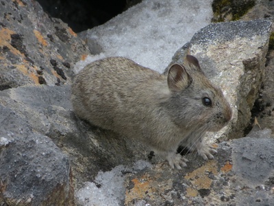 Large-eared Pika