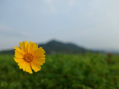 Large-flowered Tickseed