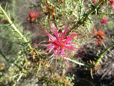 Large-flowered Worm-bush