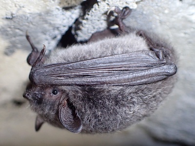 Large-footed Myotis