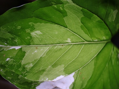 Large-leafed Cordia