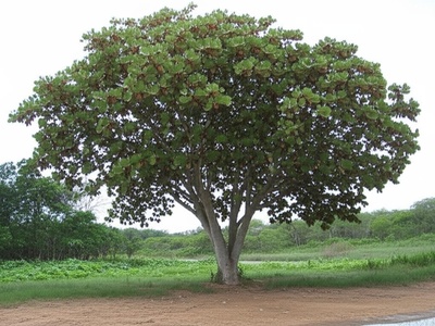 Large-winged Terminalia