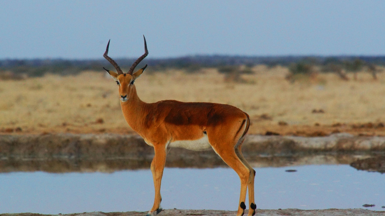 Addax and dama gazelle in Saharan landscape