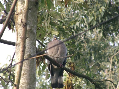 Large Forest Bat
