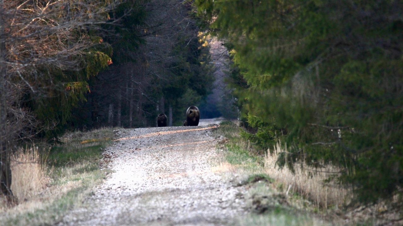 Brown bear and moose habitat in Estonian forest