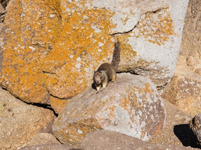 Large Rock Rat
