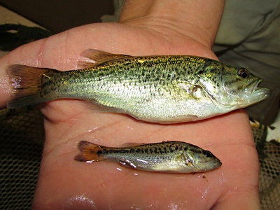Largemouth bass