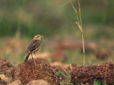 Lark