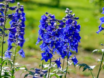 Larkspur