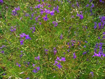 Larkspur (Consolida)