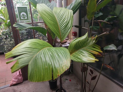 Latanier Palm