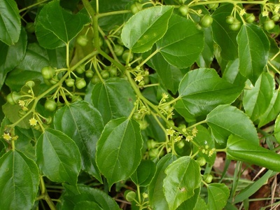 Latherleaf