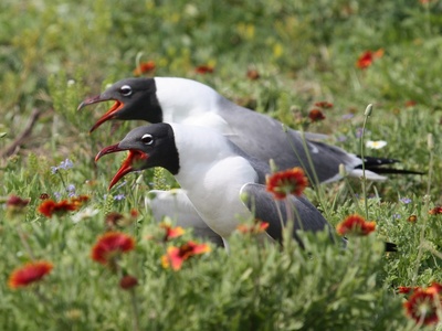 Laughing gull