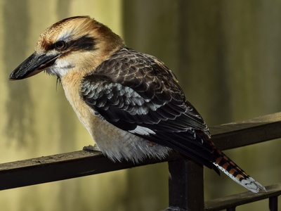 Laughing kookaburra