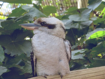 Laughing kookaburra