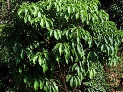 Laurel/Cedro de hoja