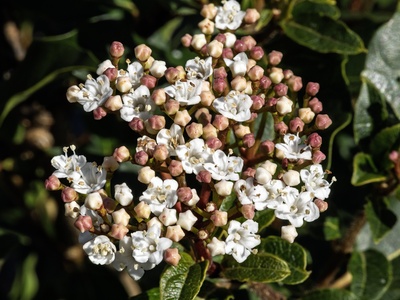 Laurustinus