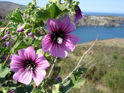 Lavatera