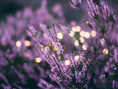 Lavender