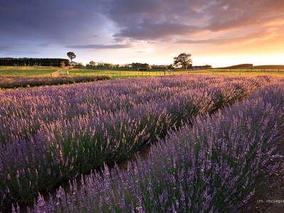 Lavender