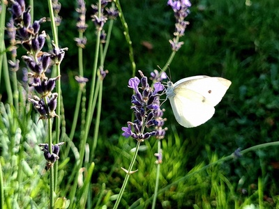 Lavender