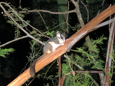 Leadbeater's Possum