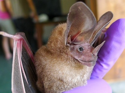 Leaf-chinned Bat
