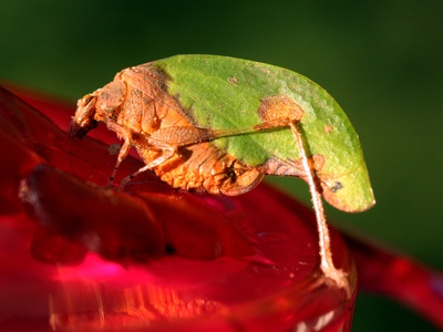 Leaf-mimic Katydid